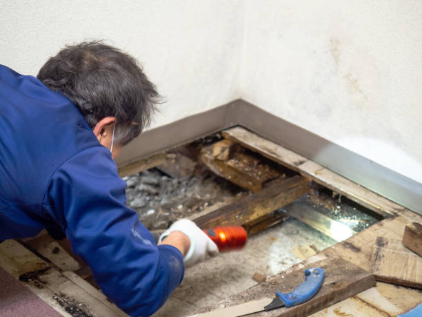 Best Professional Mold Removal  in Le Mars, IA
