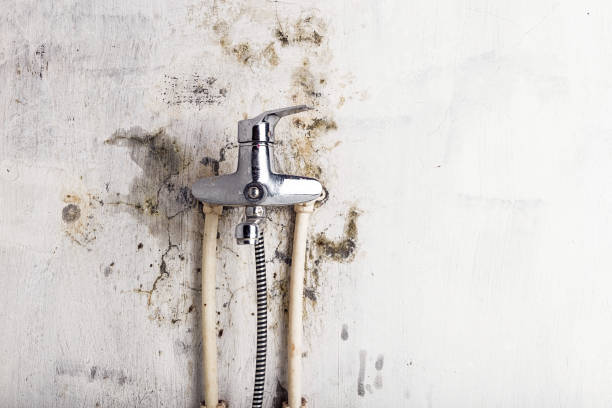 Best Office Mold Removal Services  in Le Mars, IA