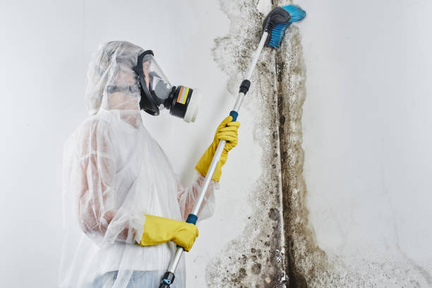 Best Toxic Mold Removal  in Le Mars, IA