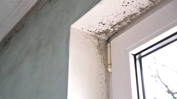 Mold Testing and Removal in Le Mars, IA