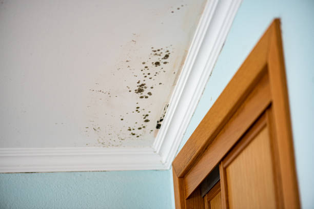Best Water Damage Restoration  in Le Mars, IA