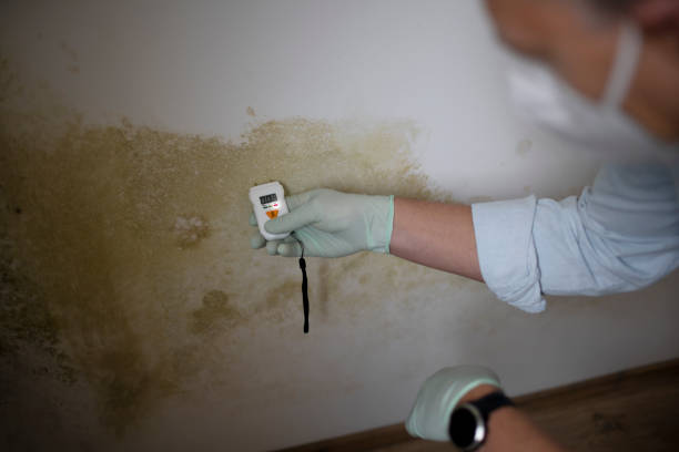 Best Mold Remediation Experts  in Le Mars, IA