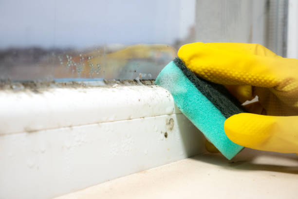 Best Emergency Mold Removal  in Le Mars, IA