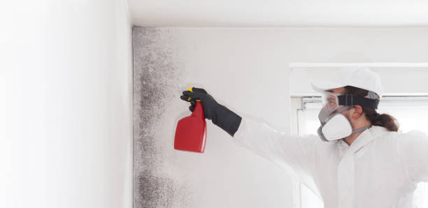 Best Fast Mold Removal  in Le Mars, IA