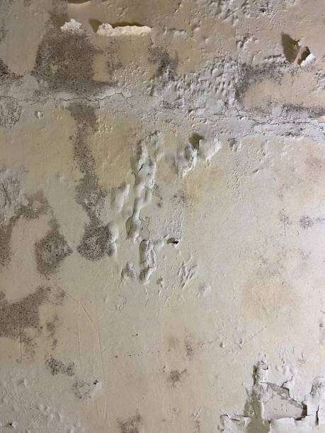 Best Mold Damage Repair  in Le Mars, IA