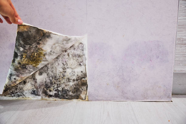 Best Home Mold Removal  in Le Mars, IA